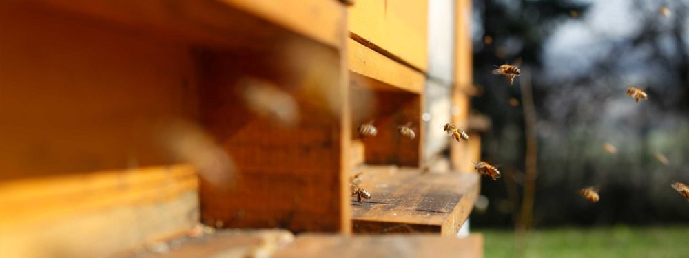 Bienen Patenschaft - Bienenstock