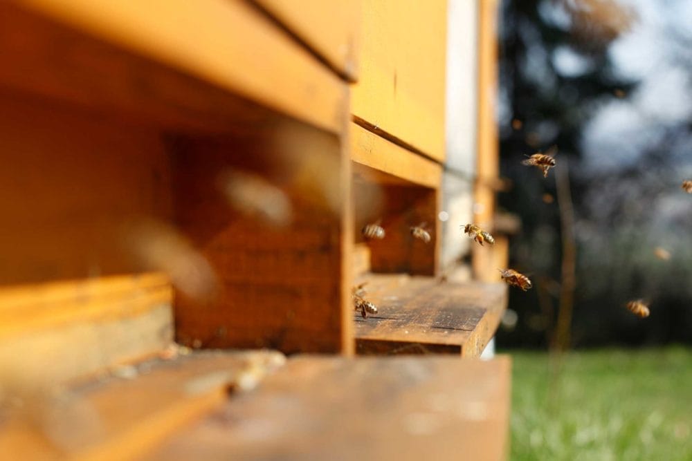 Bienen Patenschaft - Bienenstock