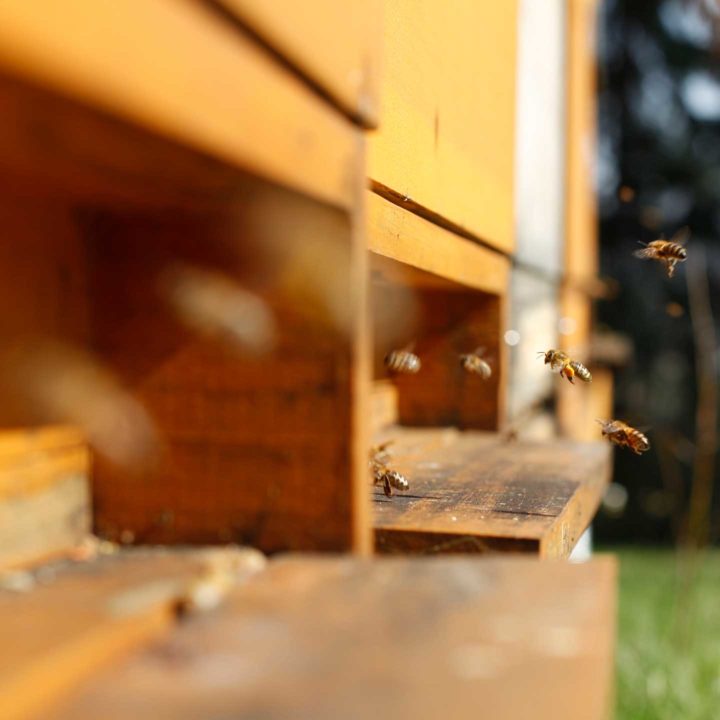 Bienen Patenschaft - Bienenstock