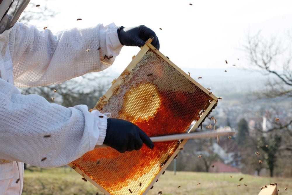 Bienen Patenschaft - Imker in Aktion