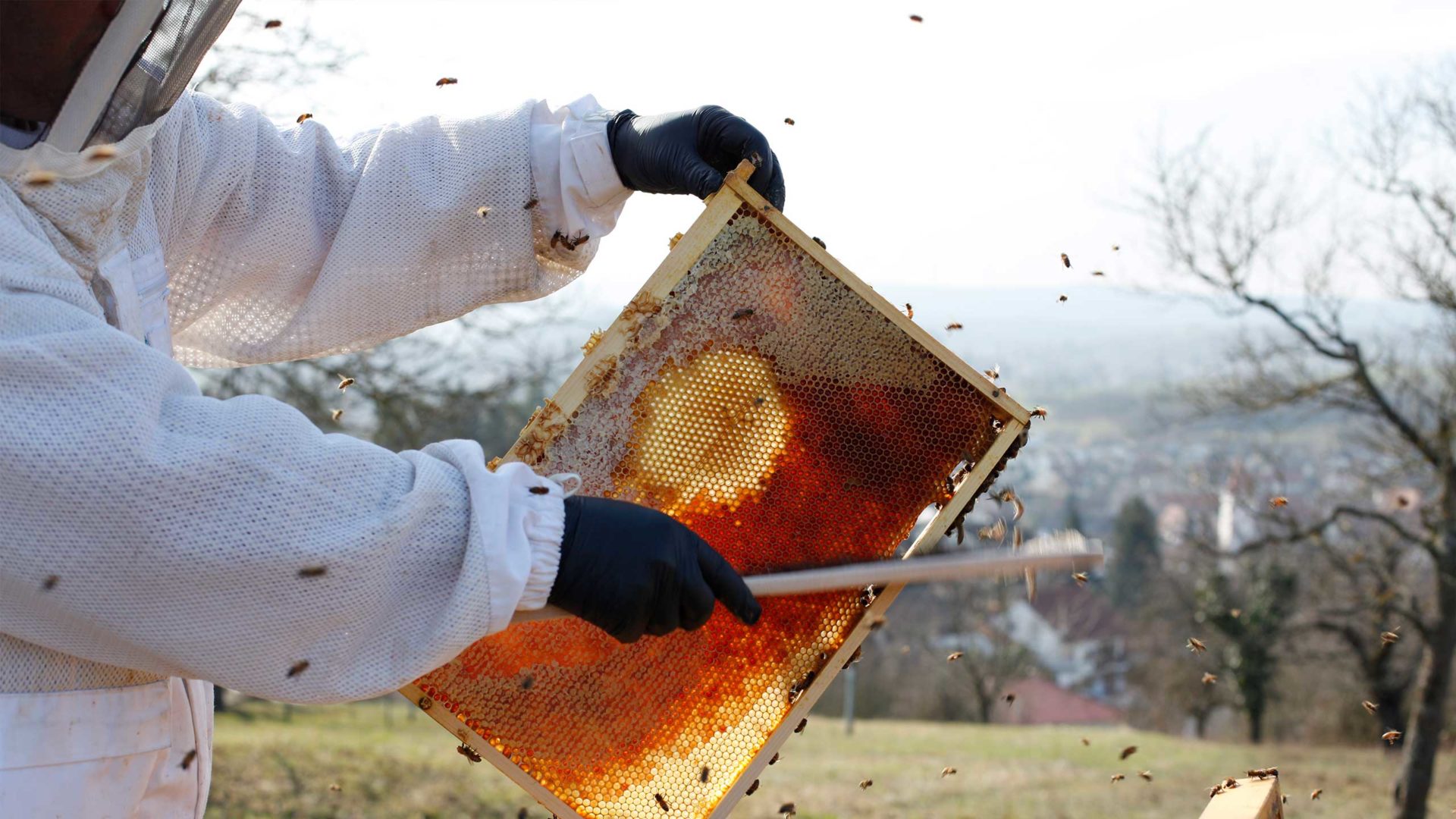 Bienen Patenschaft - Imker in Aktion