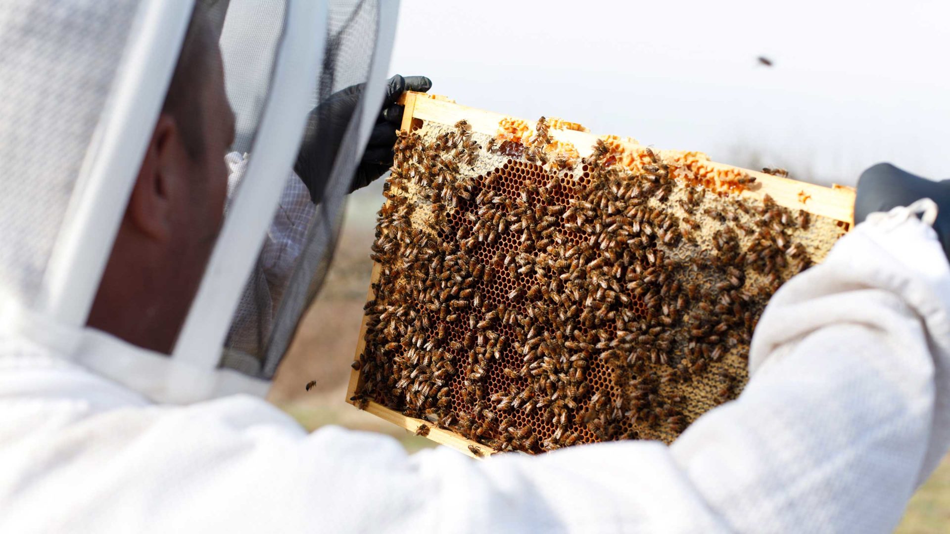 Bienen Patenschaft - Unsere Imker in Aktion