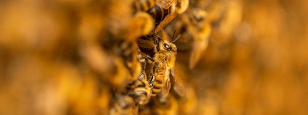 Bienenvolk: Nahaufnahme einer Bienentraube