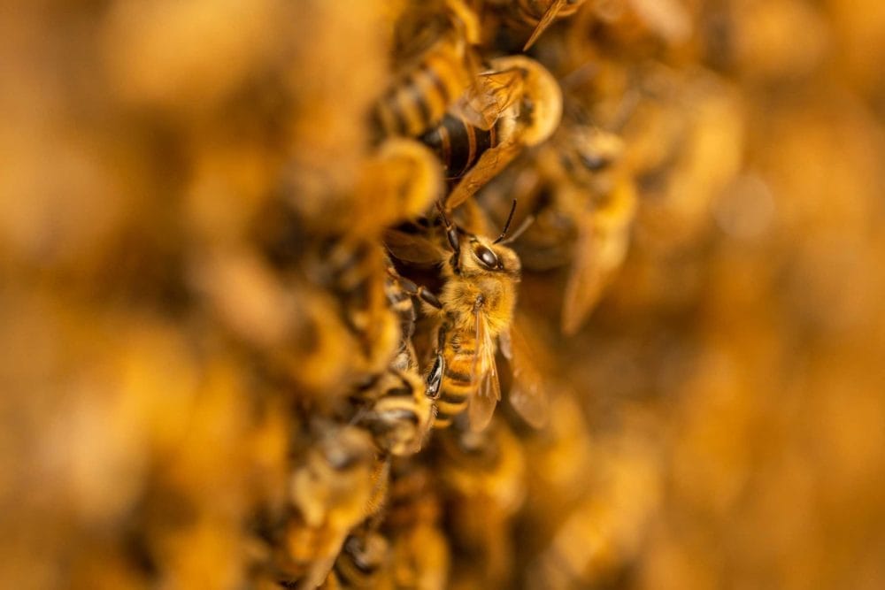 Bienenvolk: Nahaufnahme einer Bienentraube