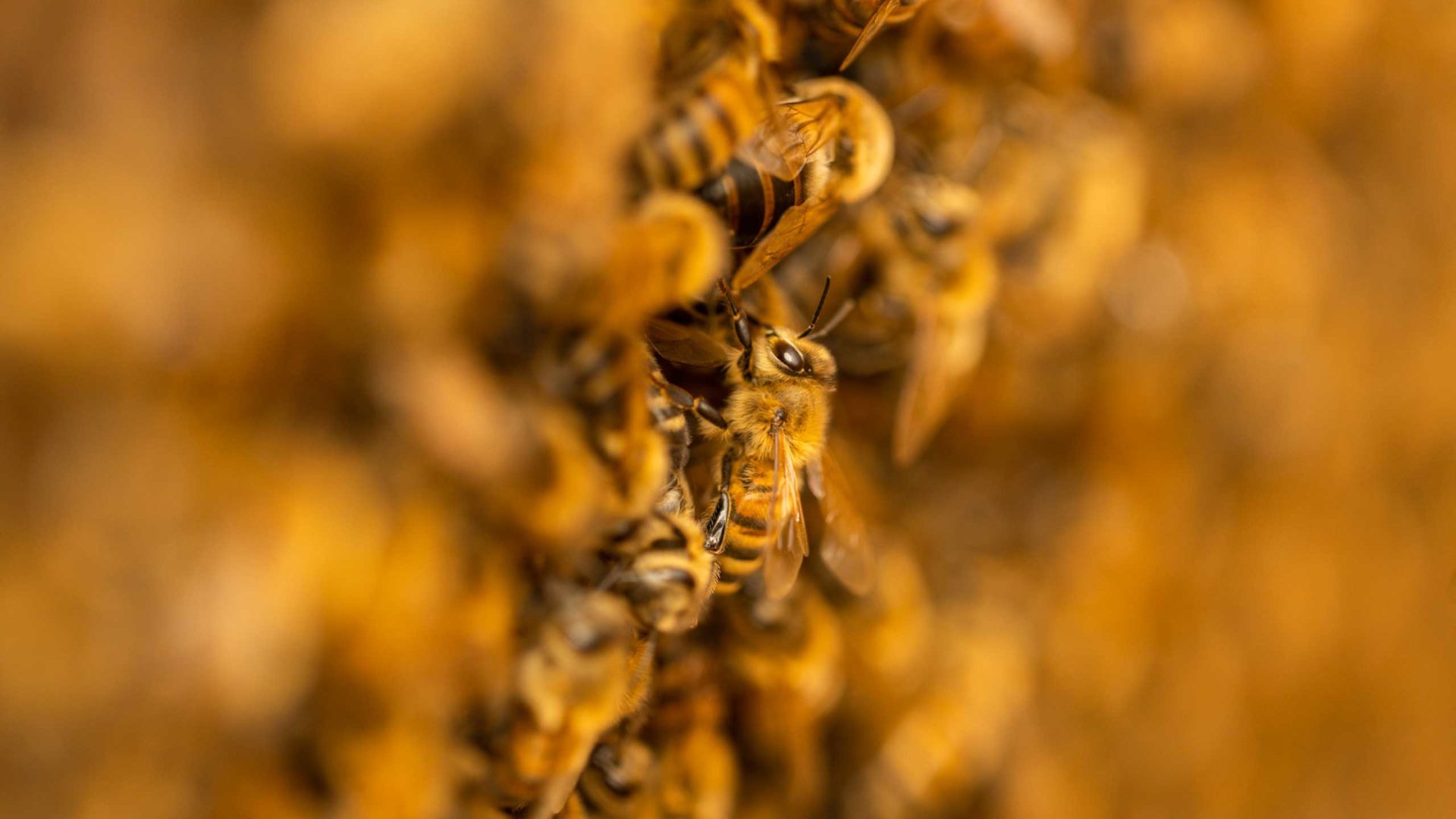 Close up of a bee cluster