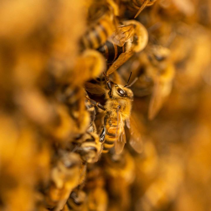 Bienenvolk: Nahaufnahme einer Bienentraube
