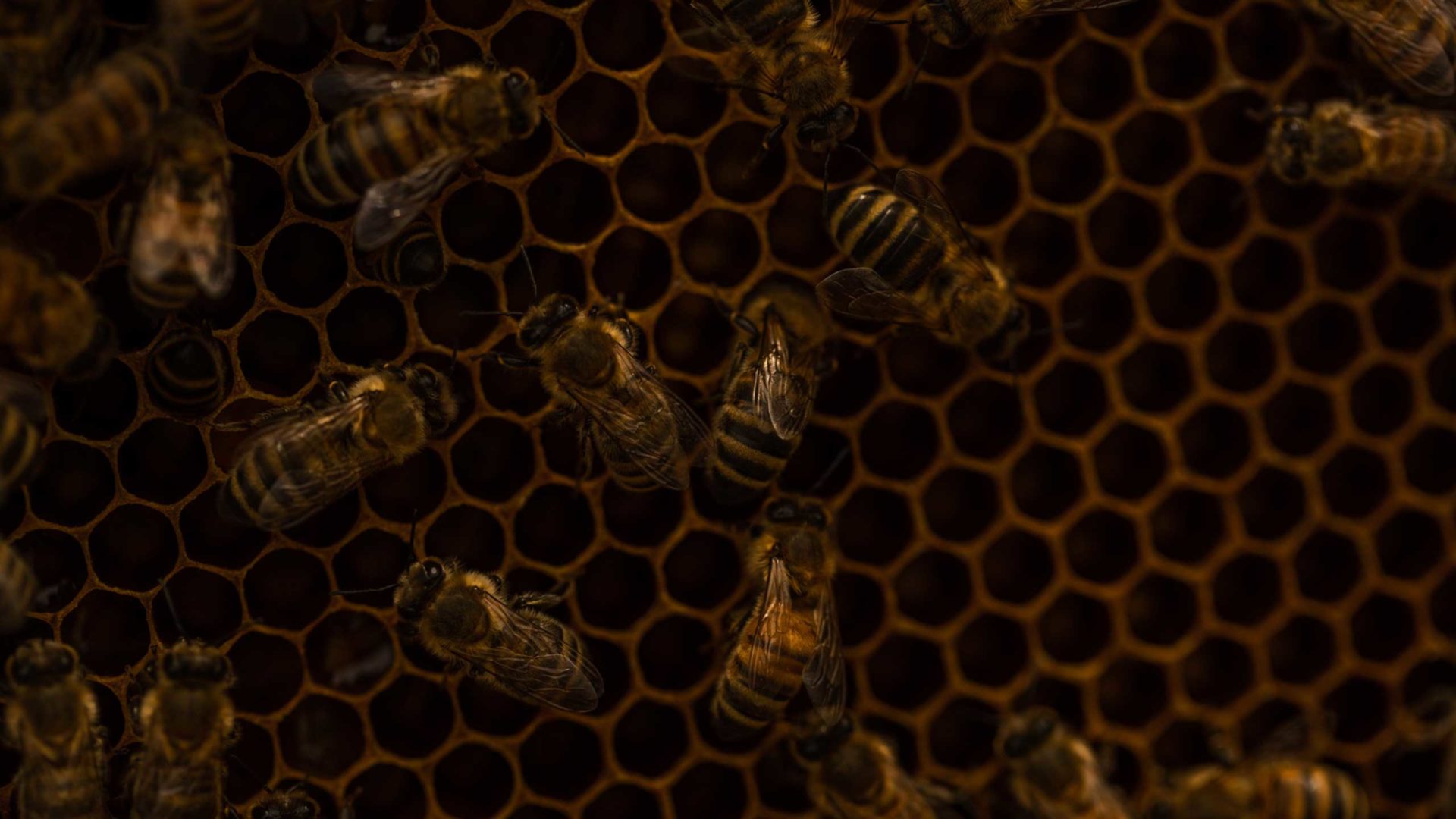 Bienenvolk: Nahaufnahme einer Wabe