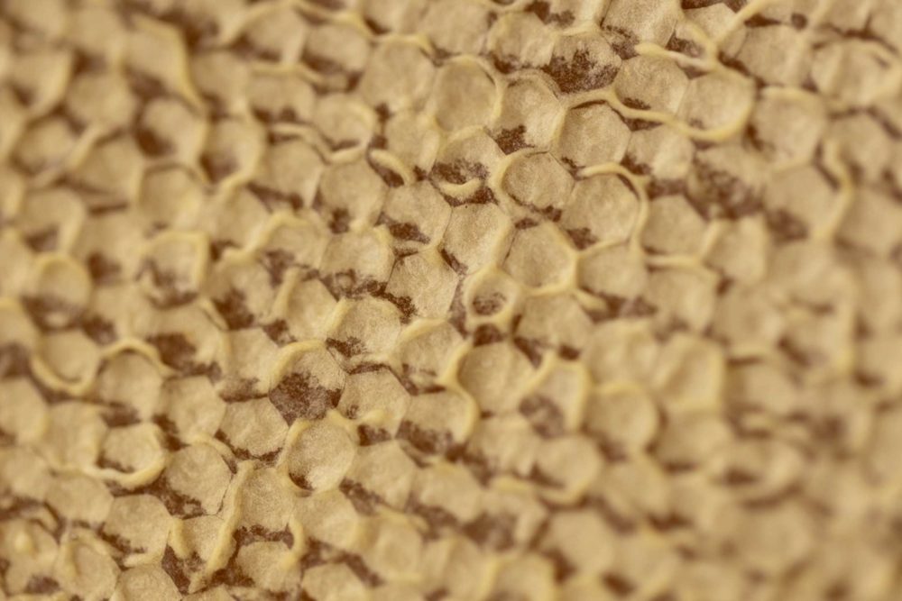 Bienenvolk: Nahaufnahme einer Honigwabe