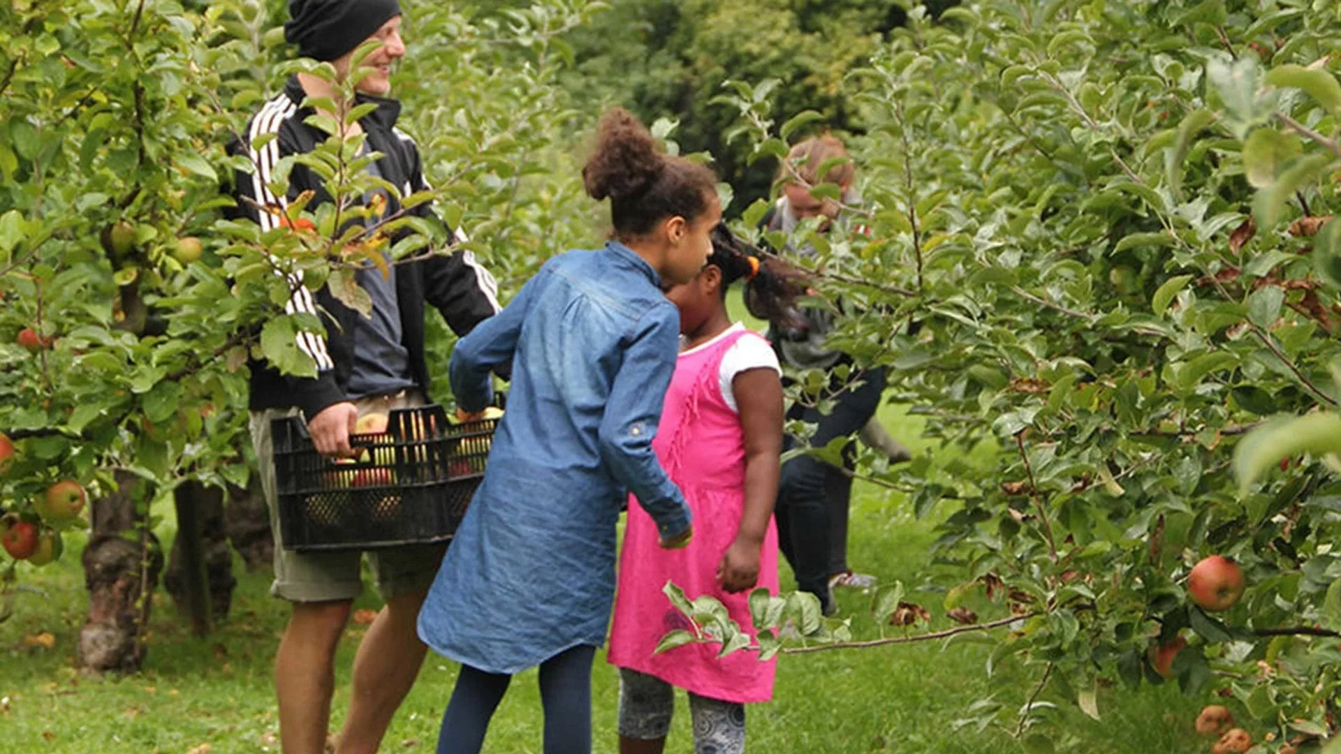Ausflug zum Apfelhof: Mitten in der Apfelplantage laufen Kinder und sammeln Streuobst.