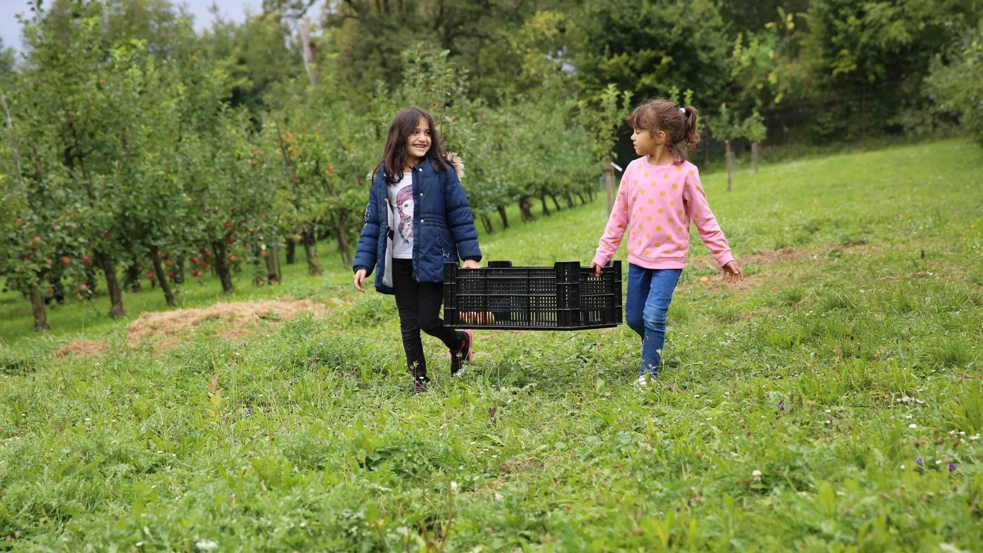 Ausflug zum Apfelhof: Zwei fleißige Apfelpflücker laufen mit einer Kiste über die Wiese.