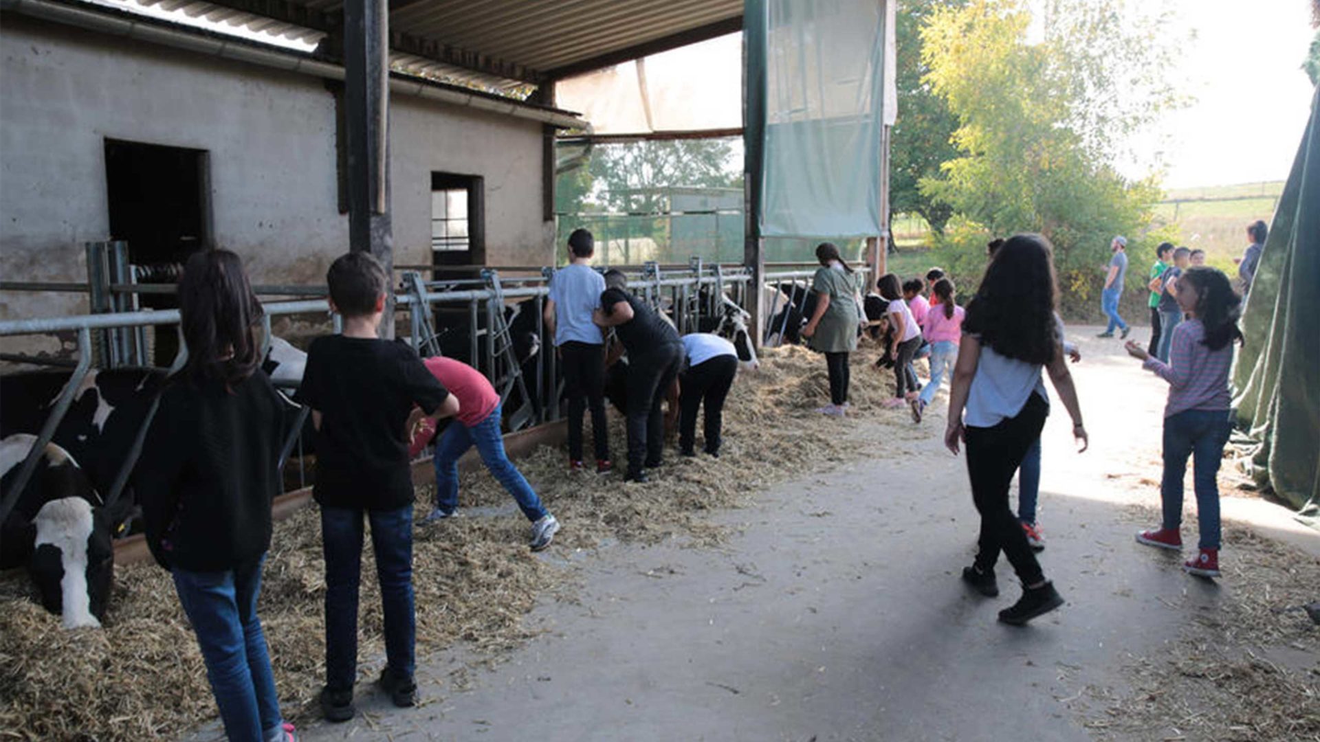 Aktion Mahlzeit auf dem Milchhof. Die Kinder kommen ganz nah an die Kühe heran und können diese sogar füttern.