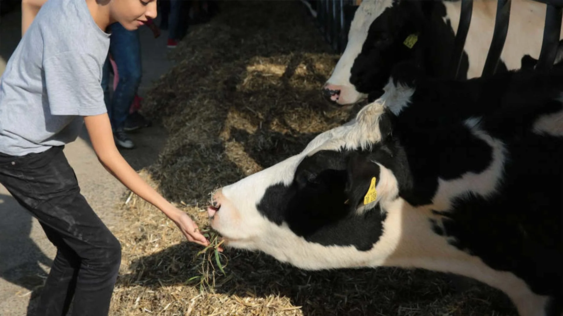 Aktion Mahlzeit auf dem Milchhof. Die Kinder kommen ganz nah an die Kühe heran und können diese sogar füttern.