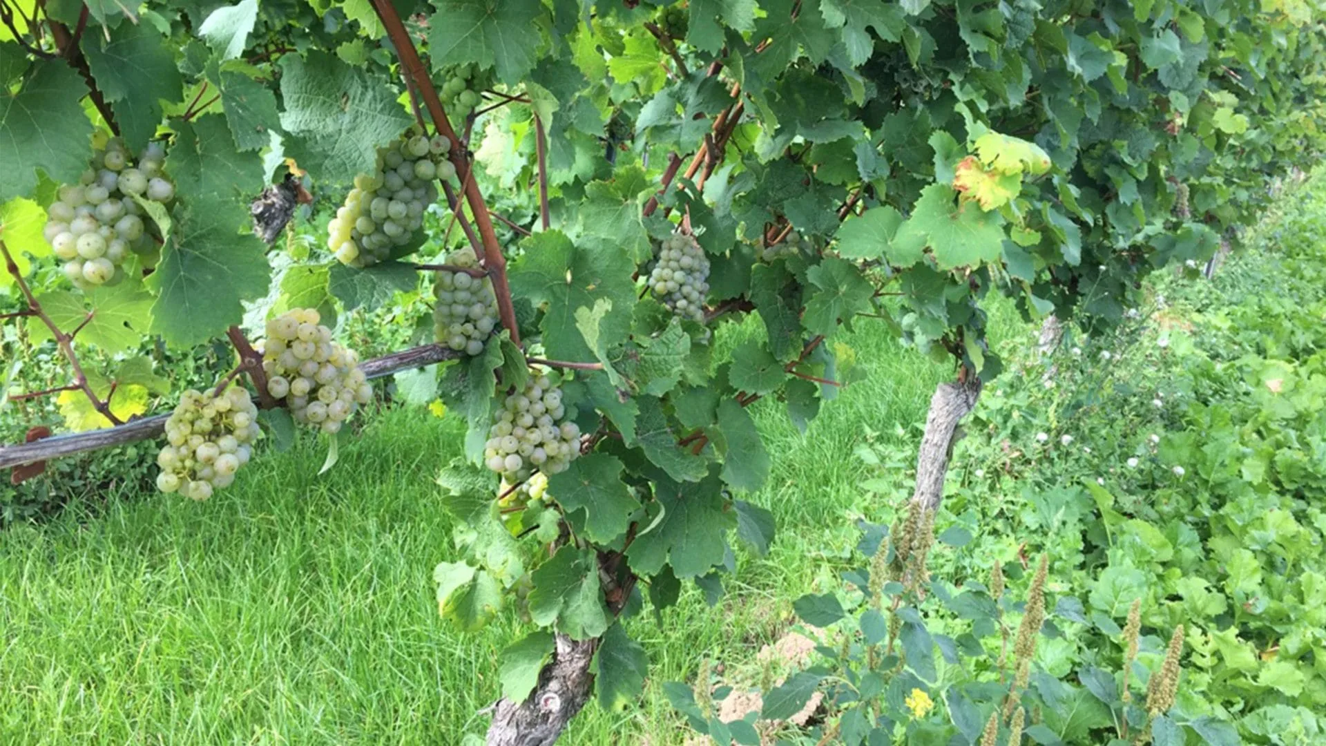 Weinrebe auf dem Weingut Allendorf