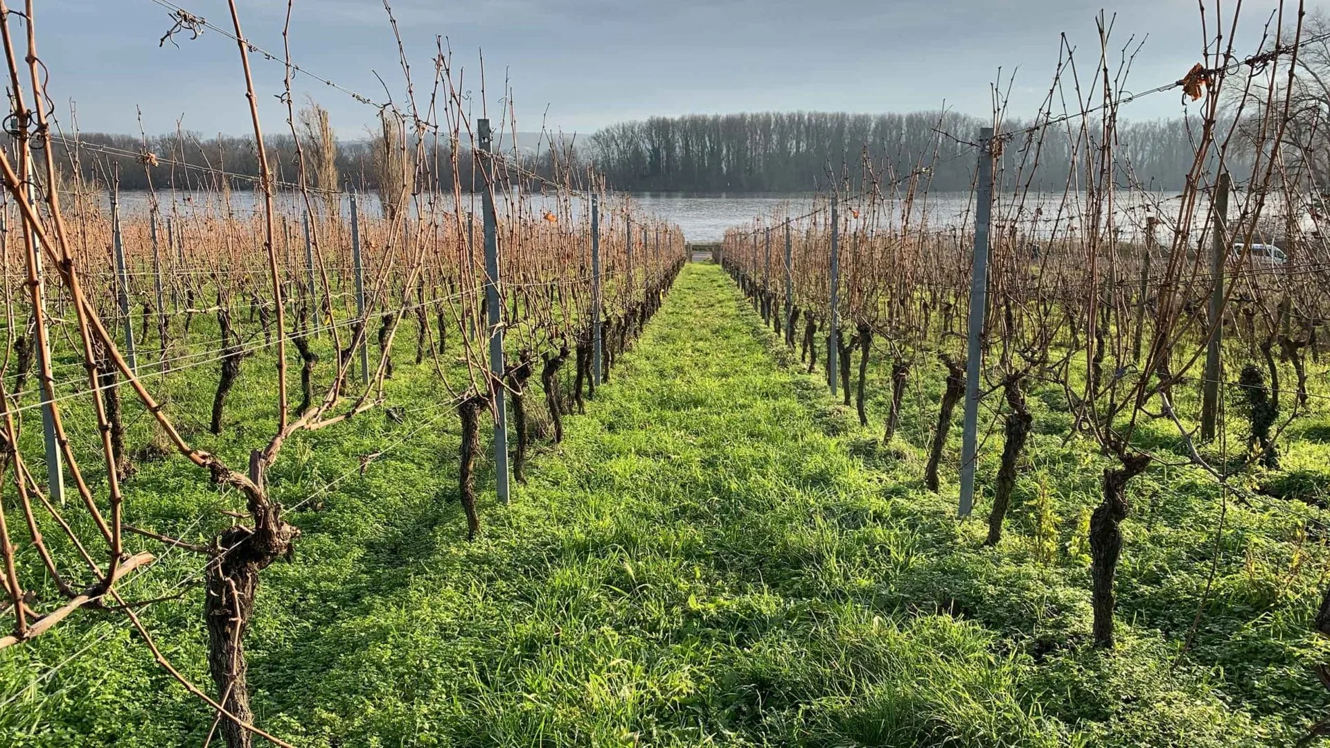 Weinreben