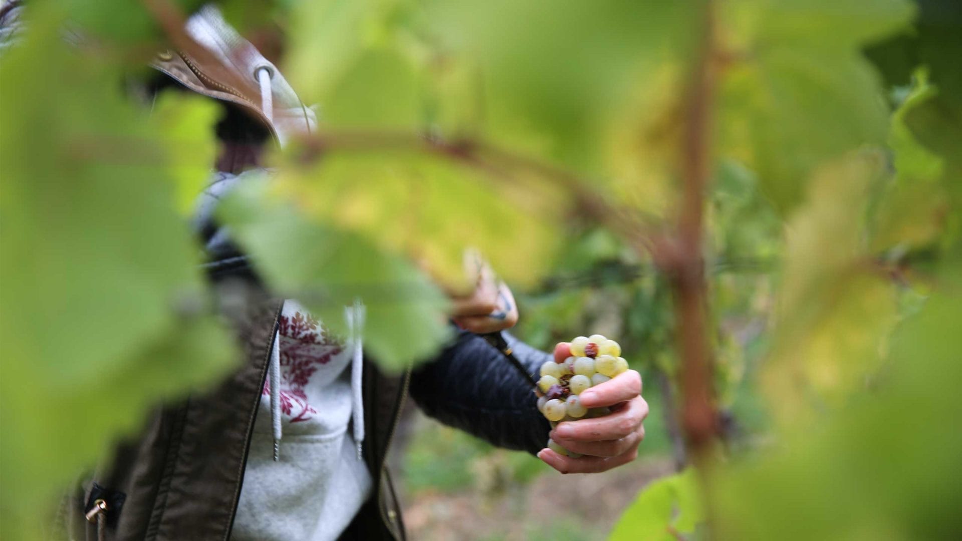 Weinlese im Ausnahme-Sommer 2018