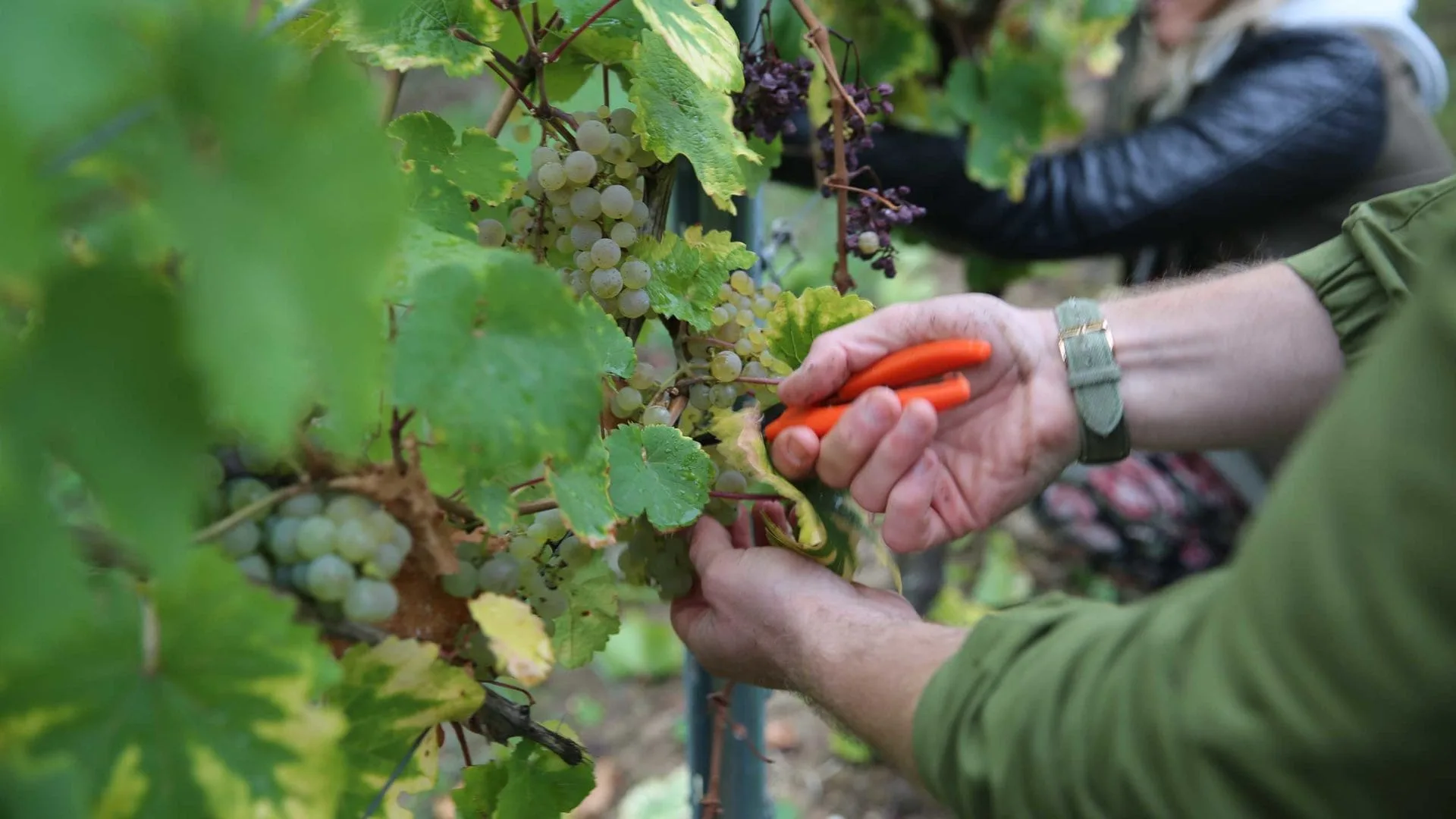 Nahaufnahme bei der Weinlese.