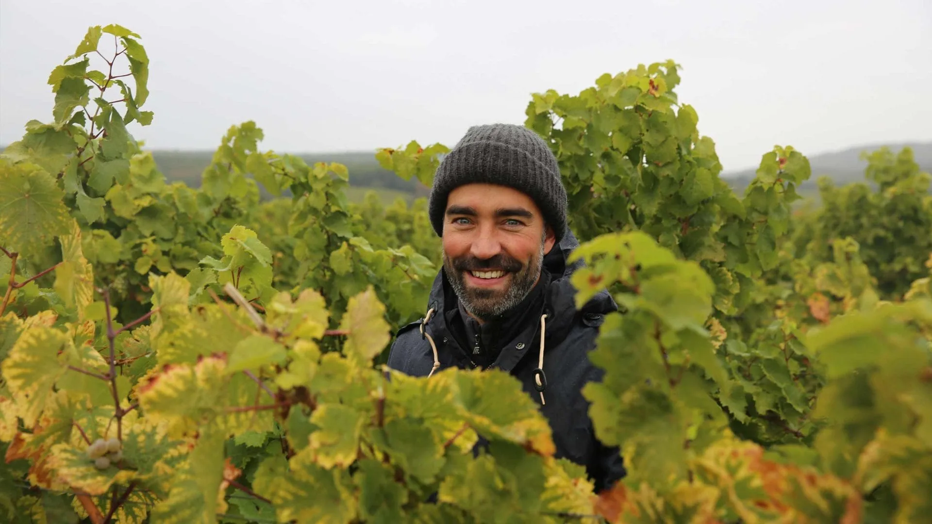 Weinlese vom Team Milk im Ausnahme-Sommer 2018