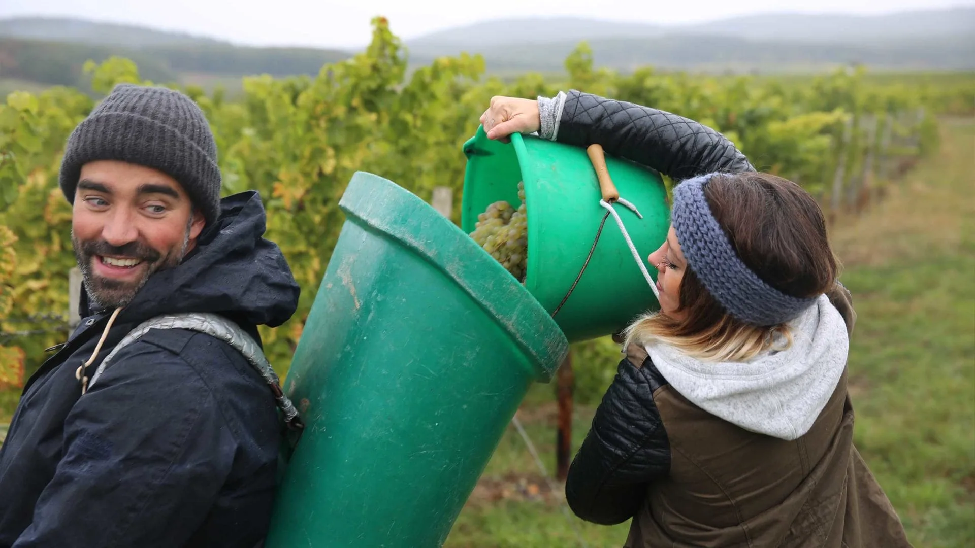 Weinlese vom Team Milk im Ausnahme-Sommer 2018