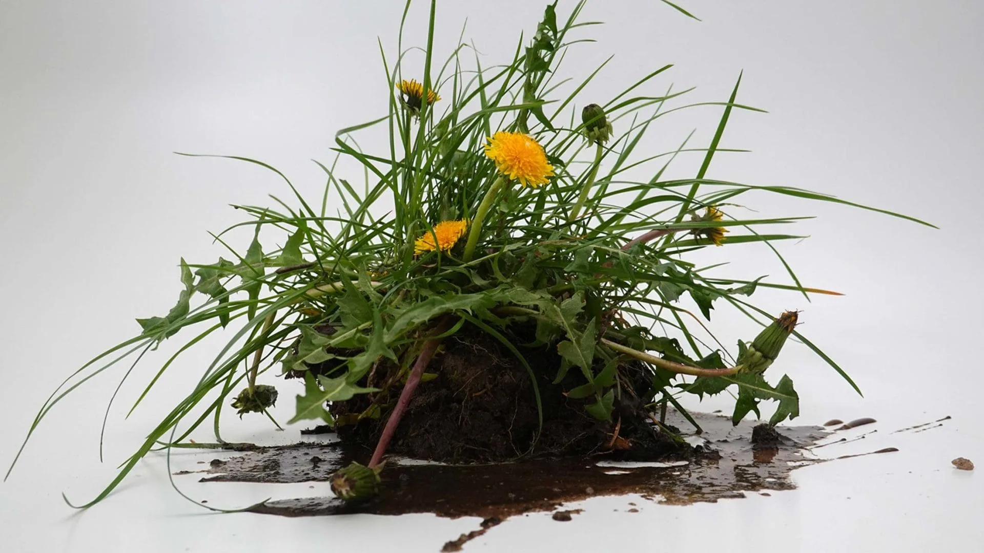 Lowen tooth plant with grass and soil