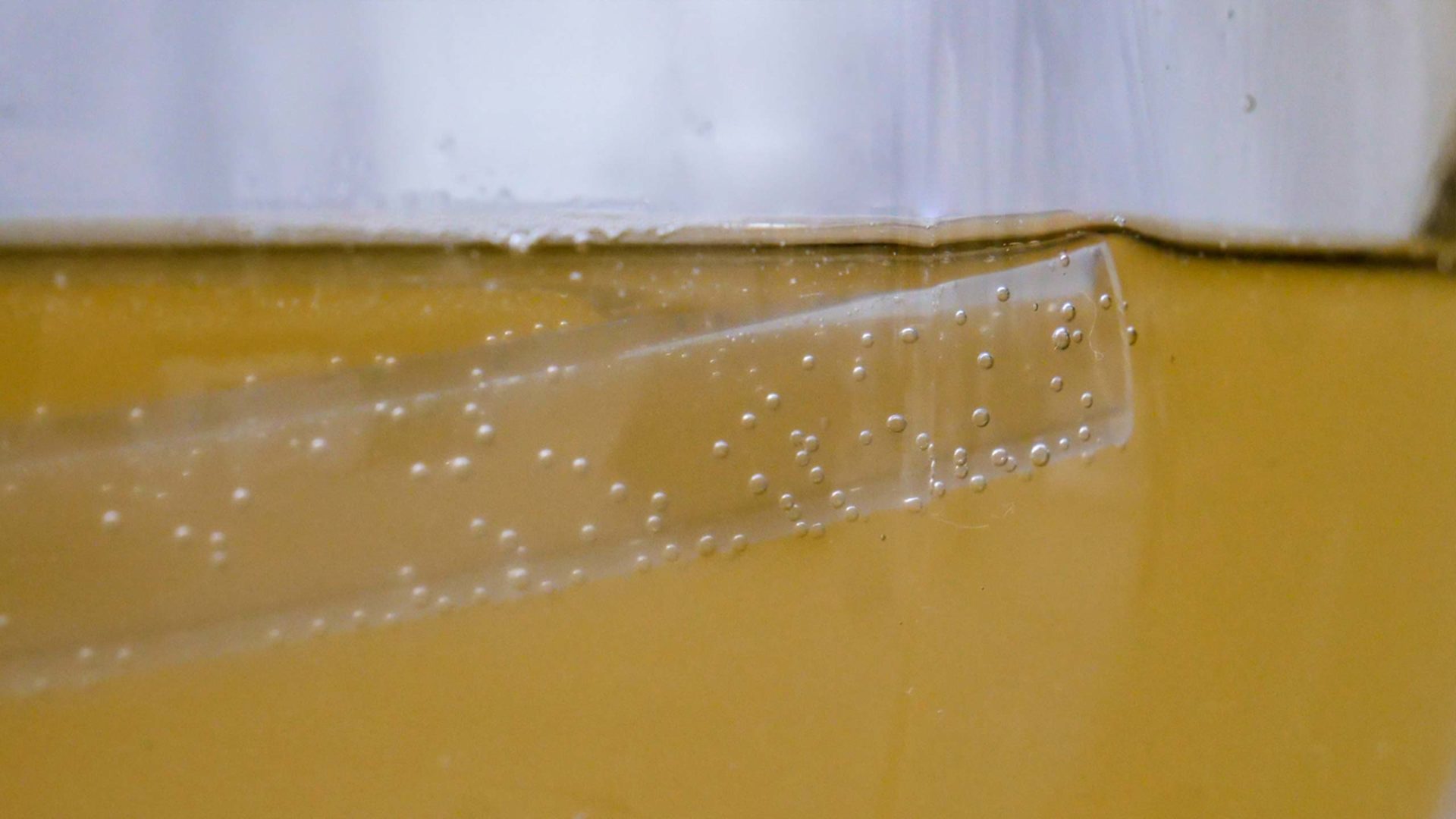Honey wine - PVC hose in mead liquid
