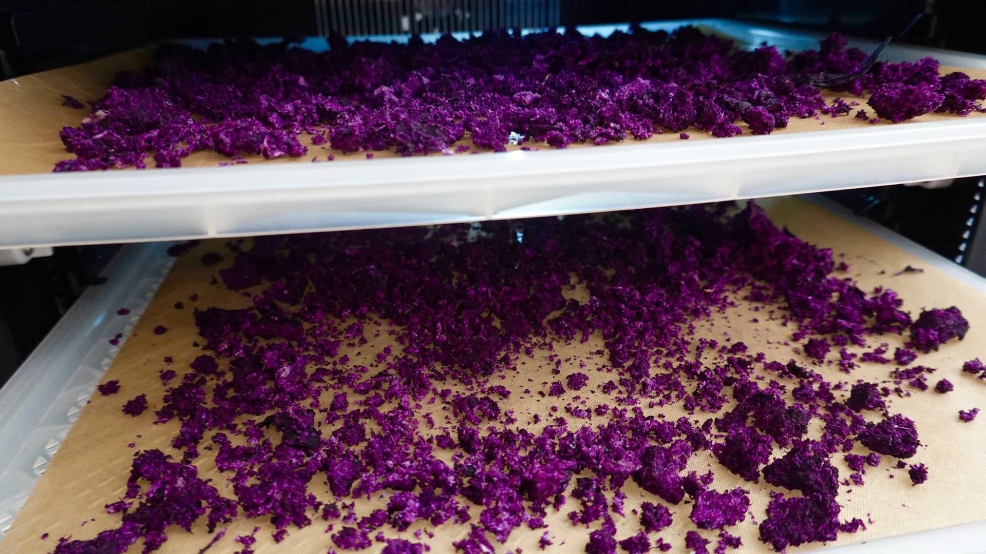 Red cabbage - cabbage pomace in dehydrator