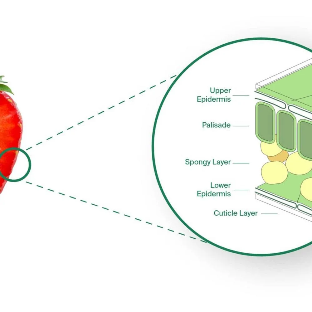 MILK MaterialLab Apeel Apeel Sciences