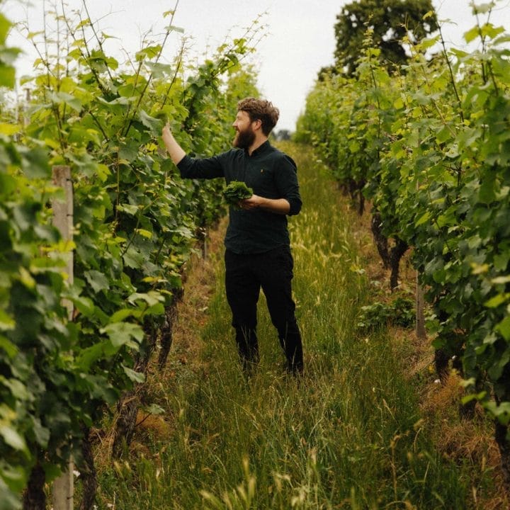 Weinlese Riesling - Was kann man noch so alles mit Wein machen