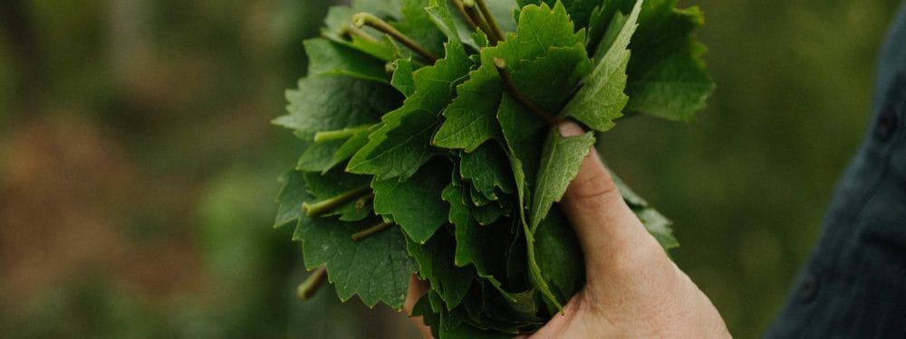 Collection of young vine leaves