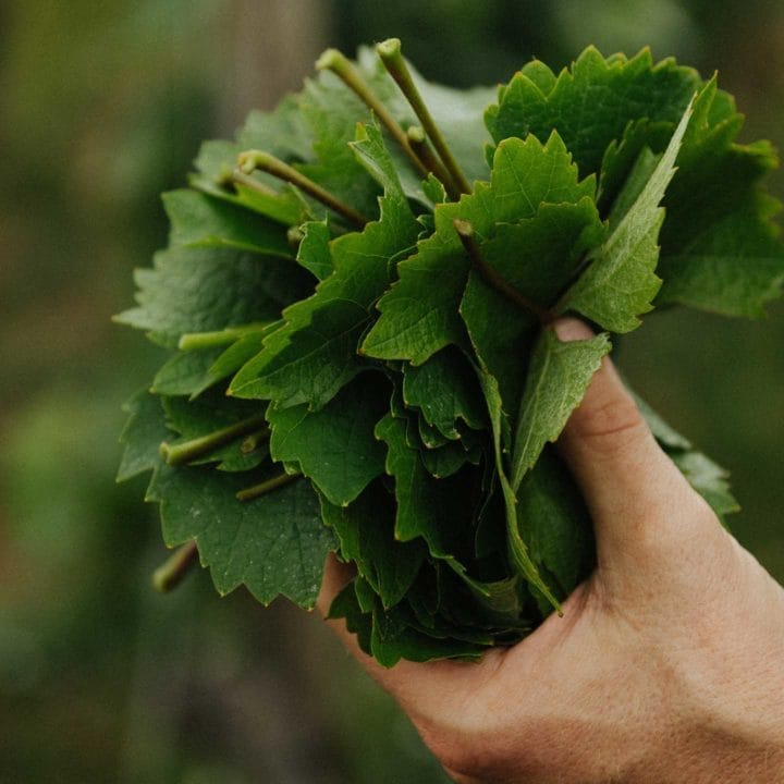 Collection of young vine leaves