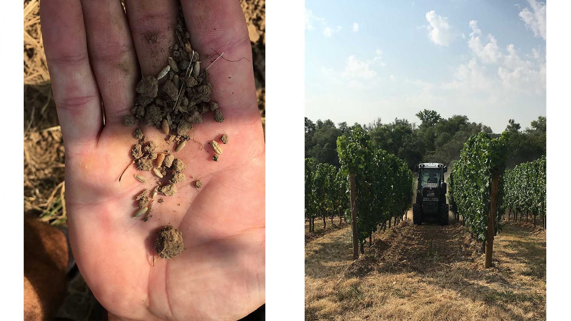 Sommer im Weinberg - Links: Hand mit trockener Erde. Rechts: Ein Tracker zwischen Rebenreihen