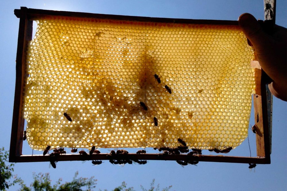 MILK MaterialLab Wax Wrap Bienenwachstücher