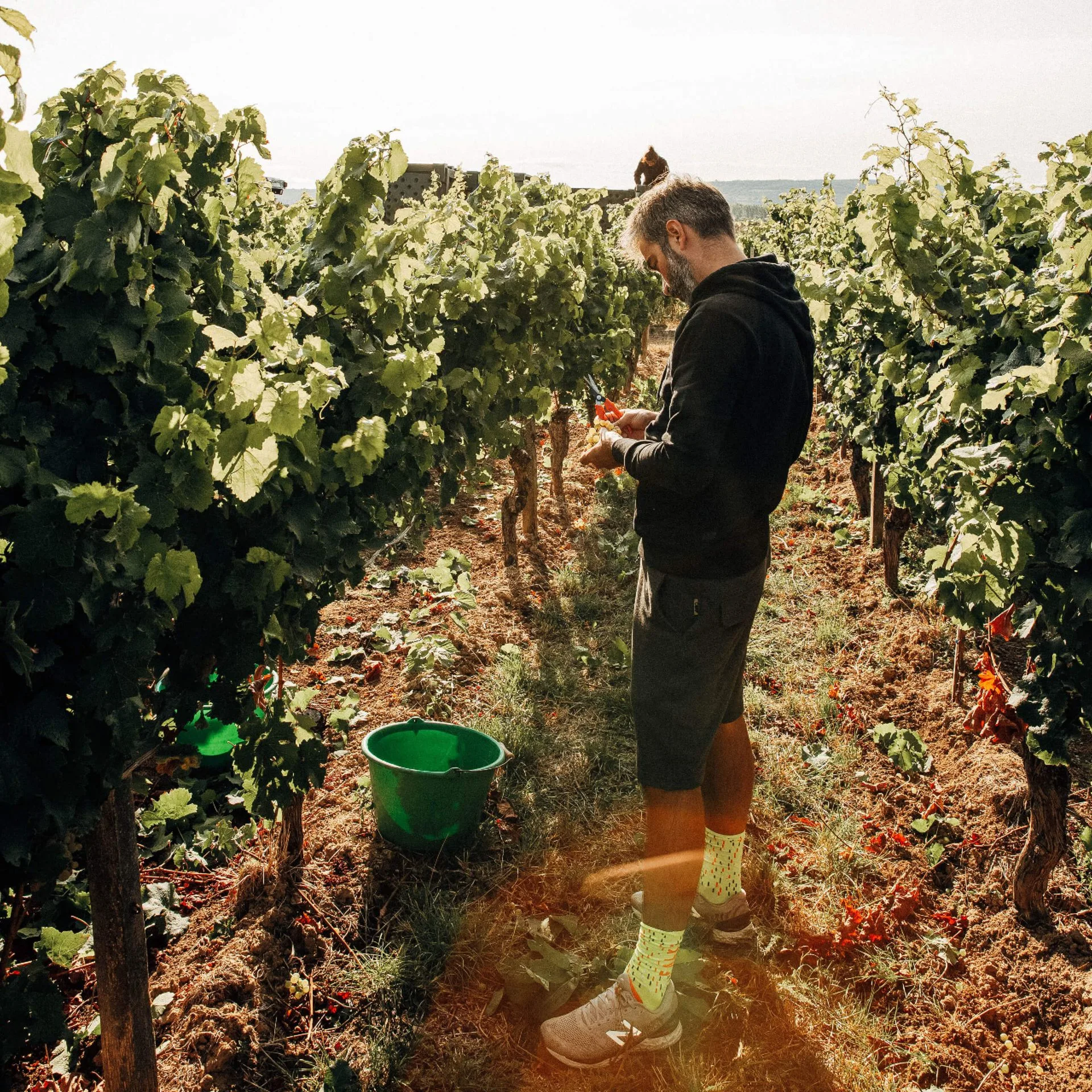 herbsten: Traubenlese oder Weinernte