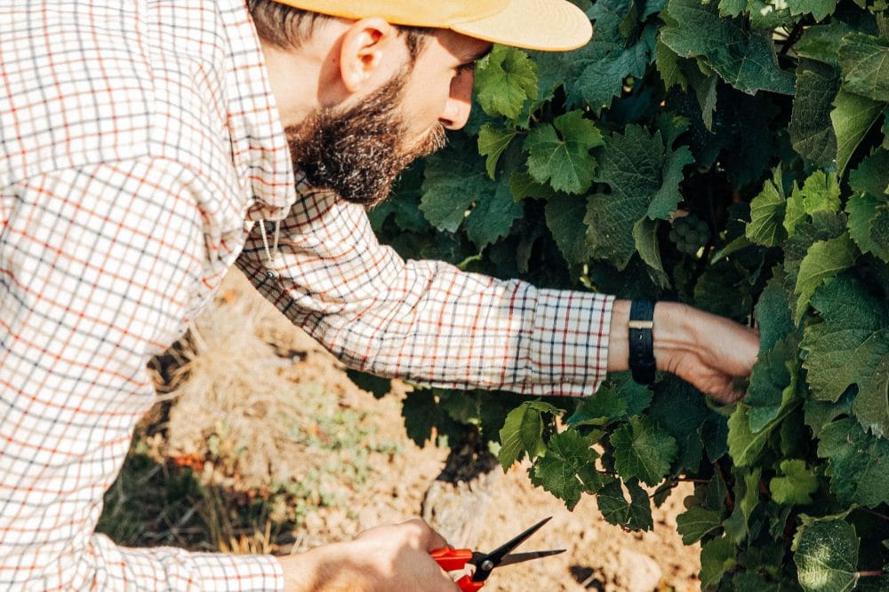 herbsten: Traubenlese oder Weinernte