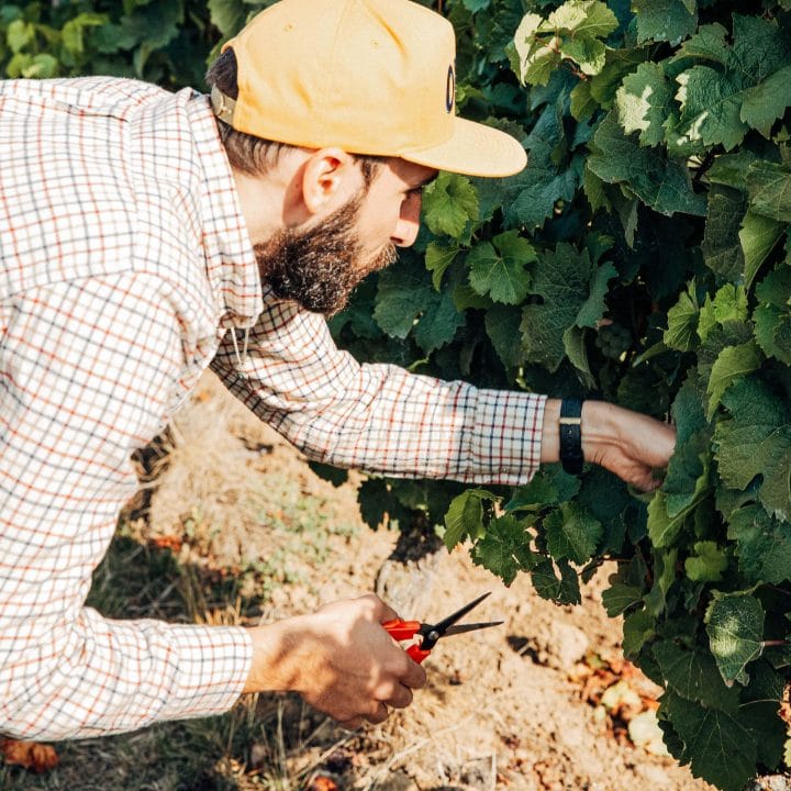 herbsten: Traubenlese oder Weinernte