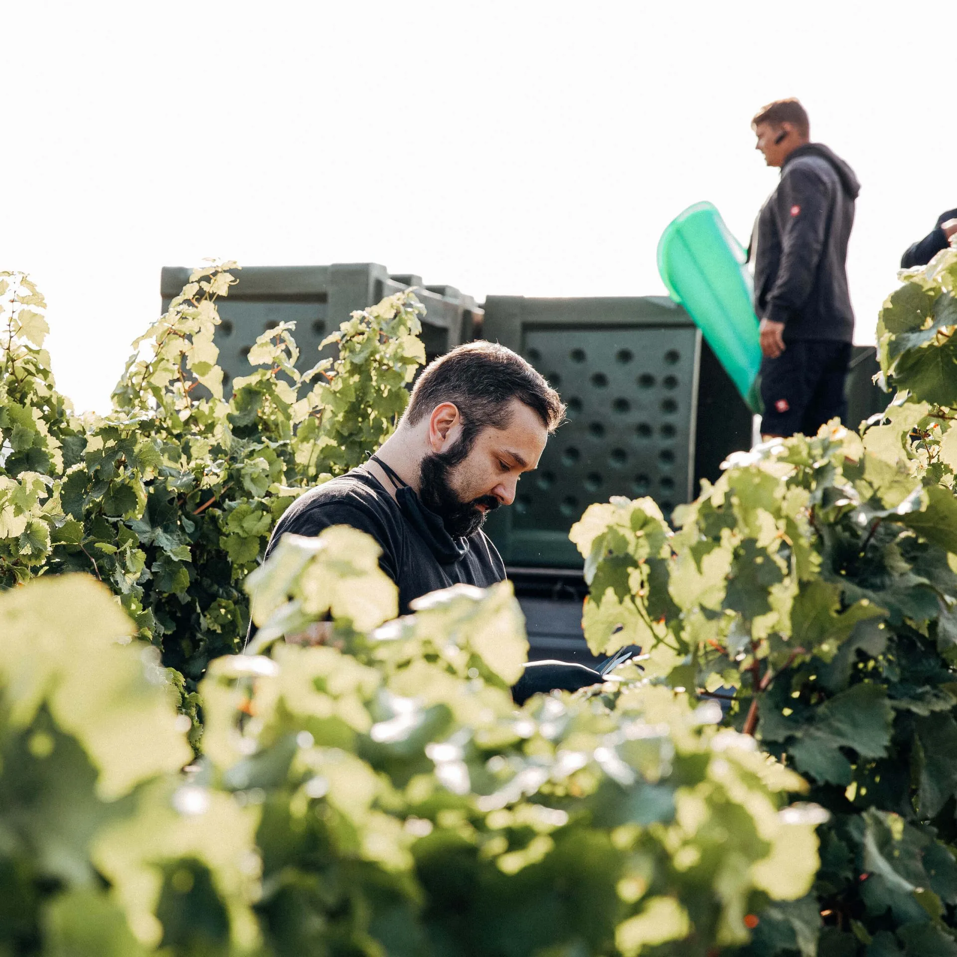 herbsten: Traubenlese oder Weinernte