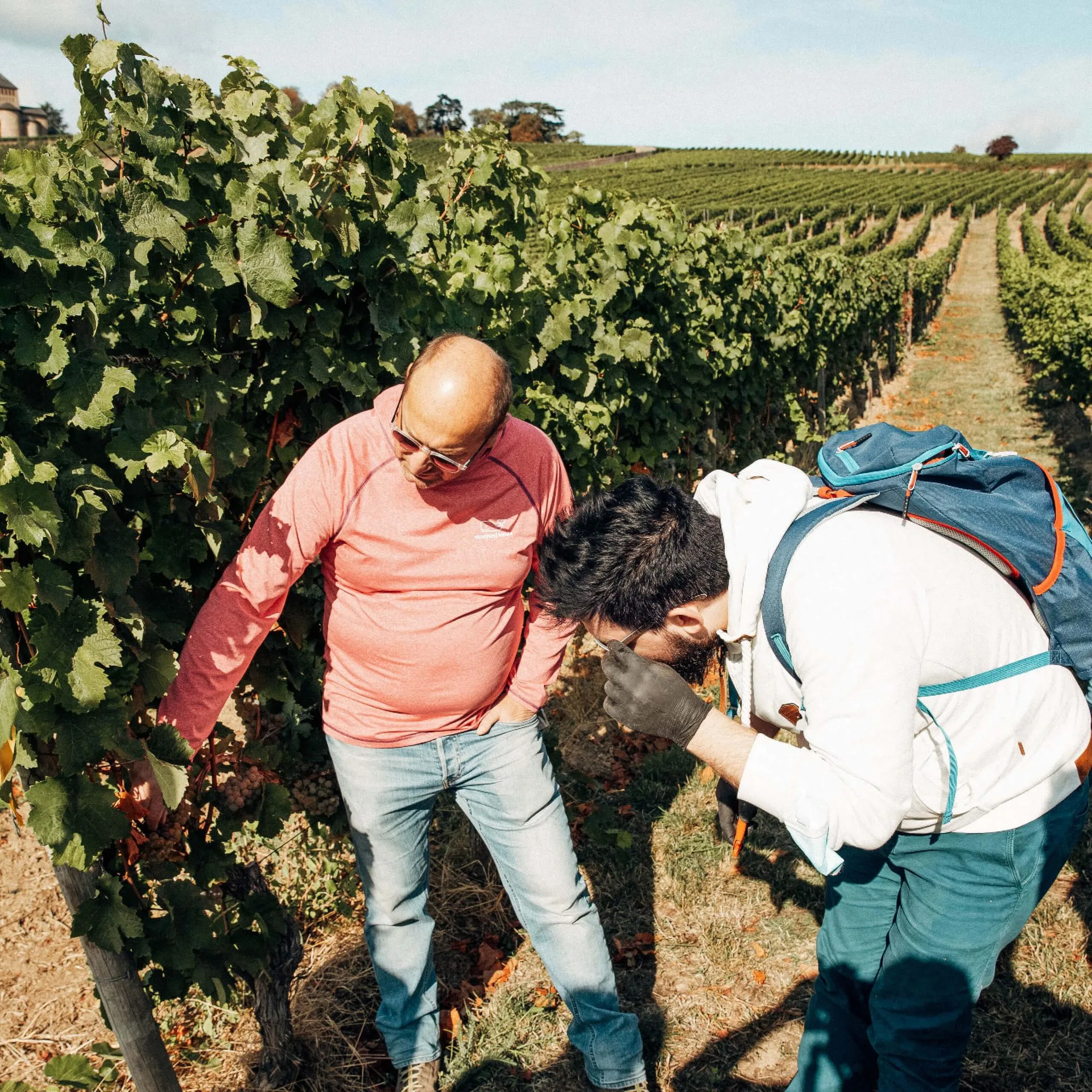 herbsten: Traubenlese oder Weinernte
