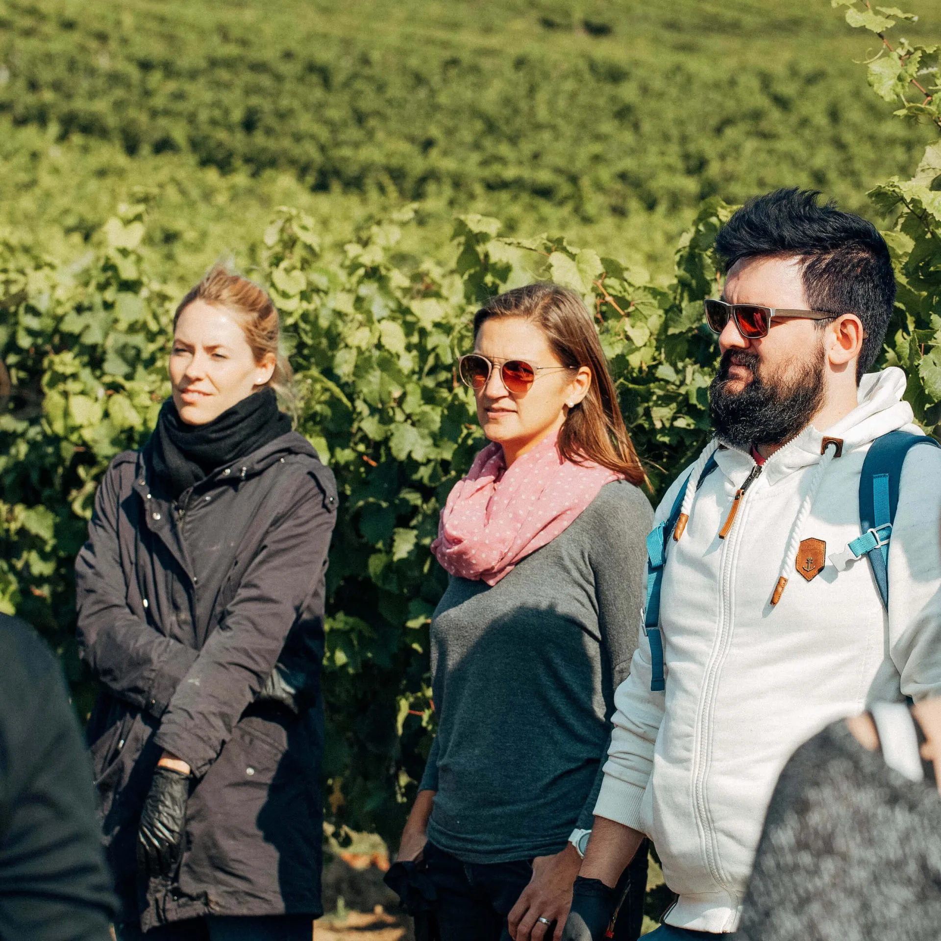 herbsten: Traubenlese oder Weinernte