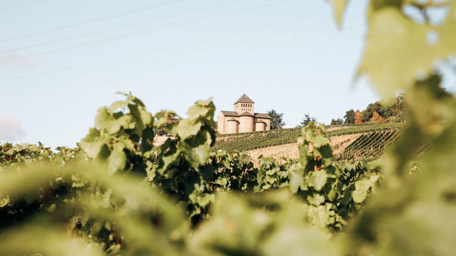 herbsten im Rheingau