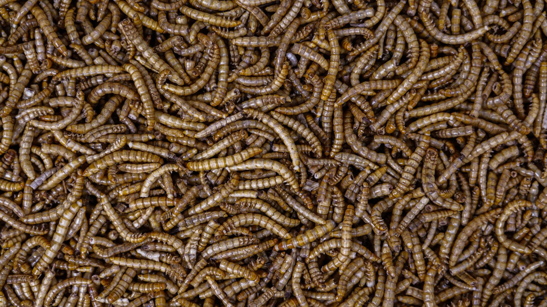 A bunch of mealworms
