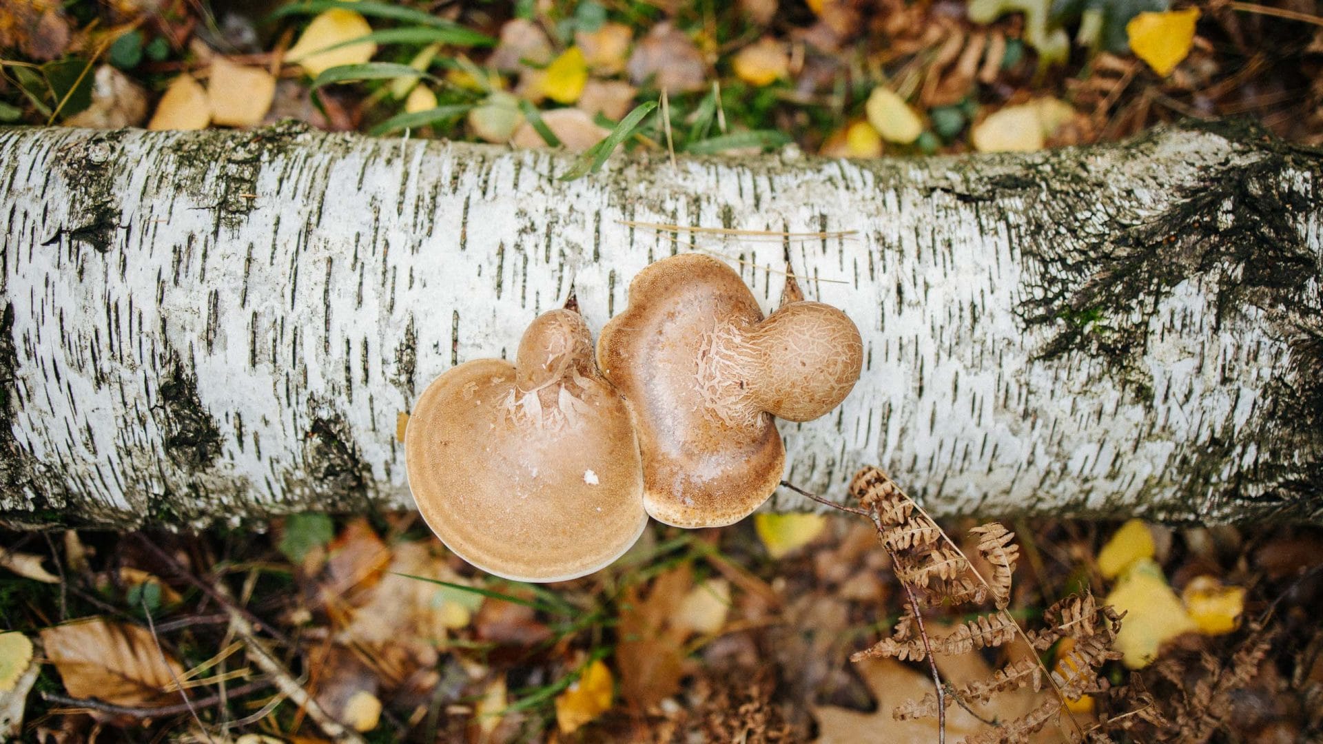 Two birch spores on a birch trunk