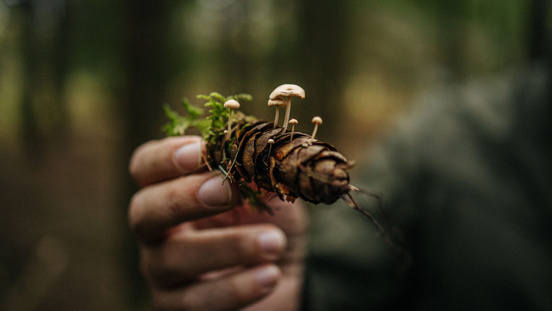 A pine cone overgrown with mushrooms