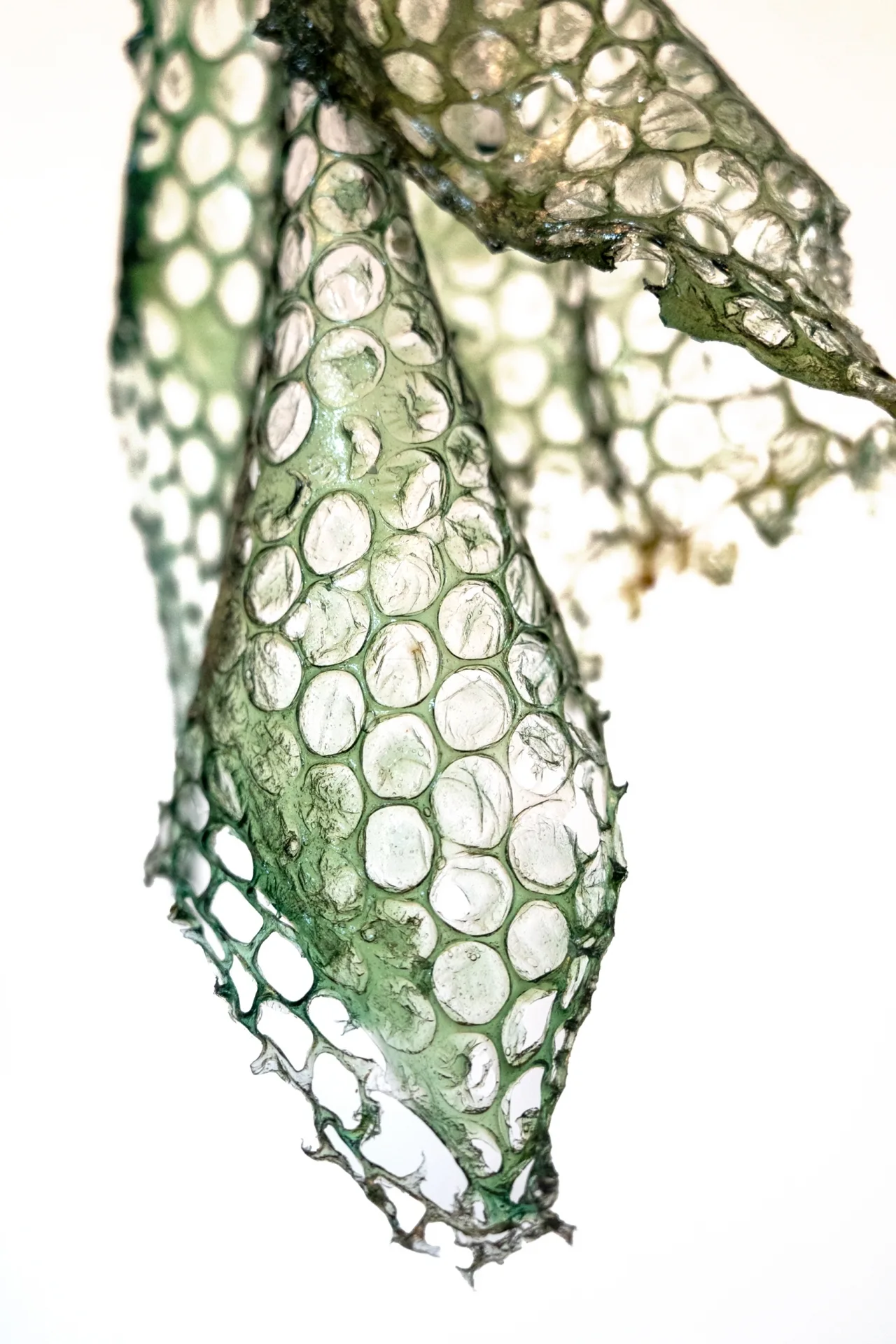 Bioplastikküche