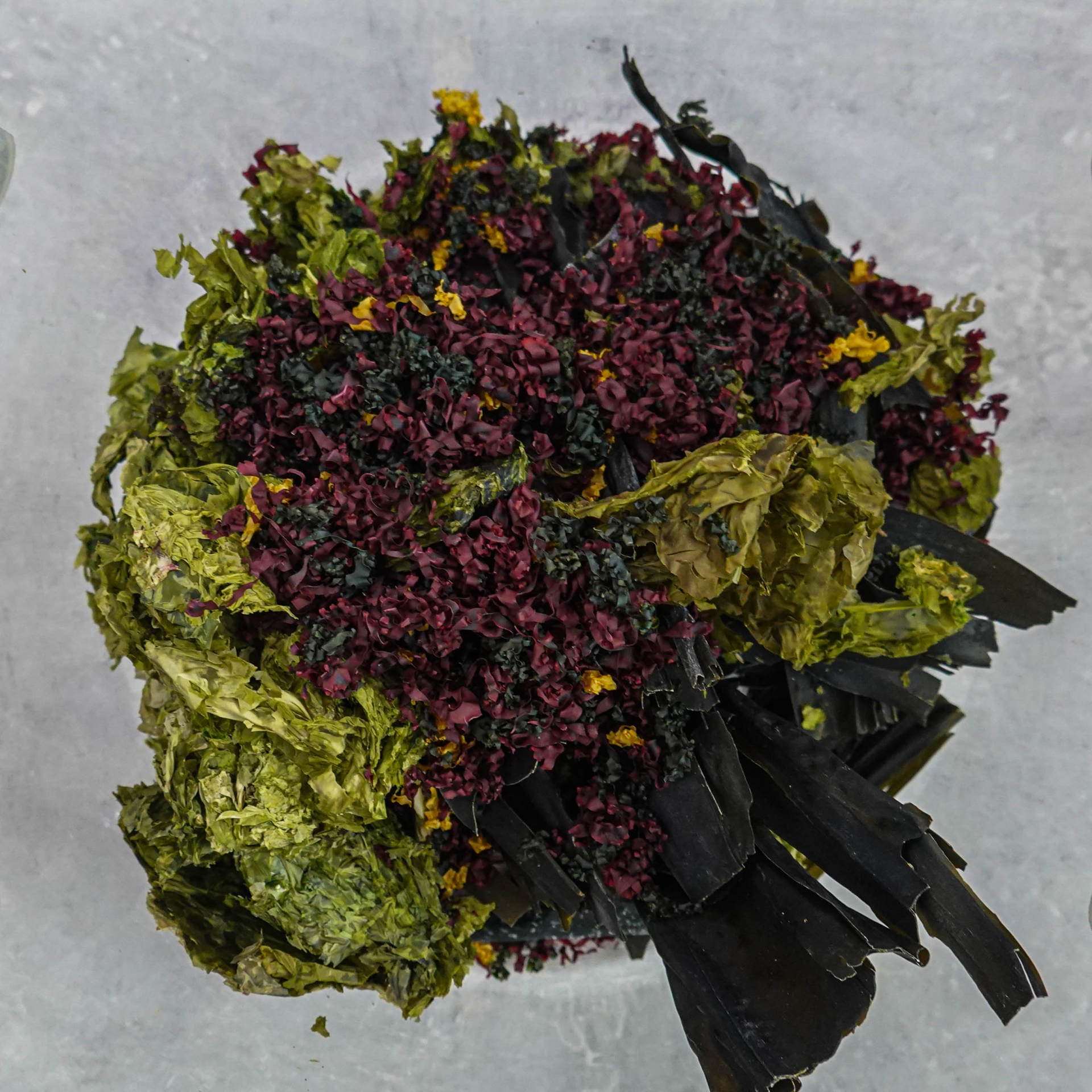 Mixture of dry kombu algae, a sea lettuce and tsonomata algae.