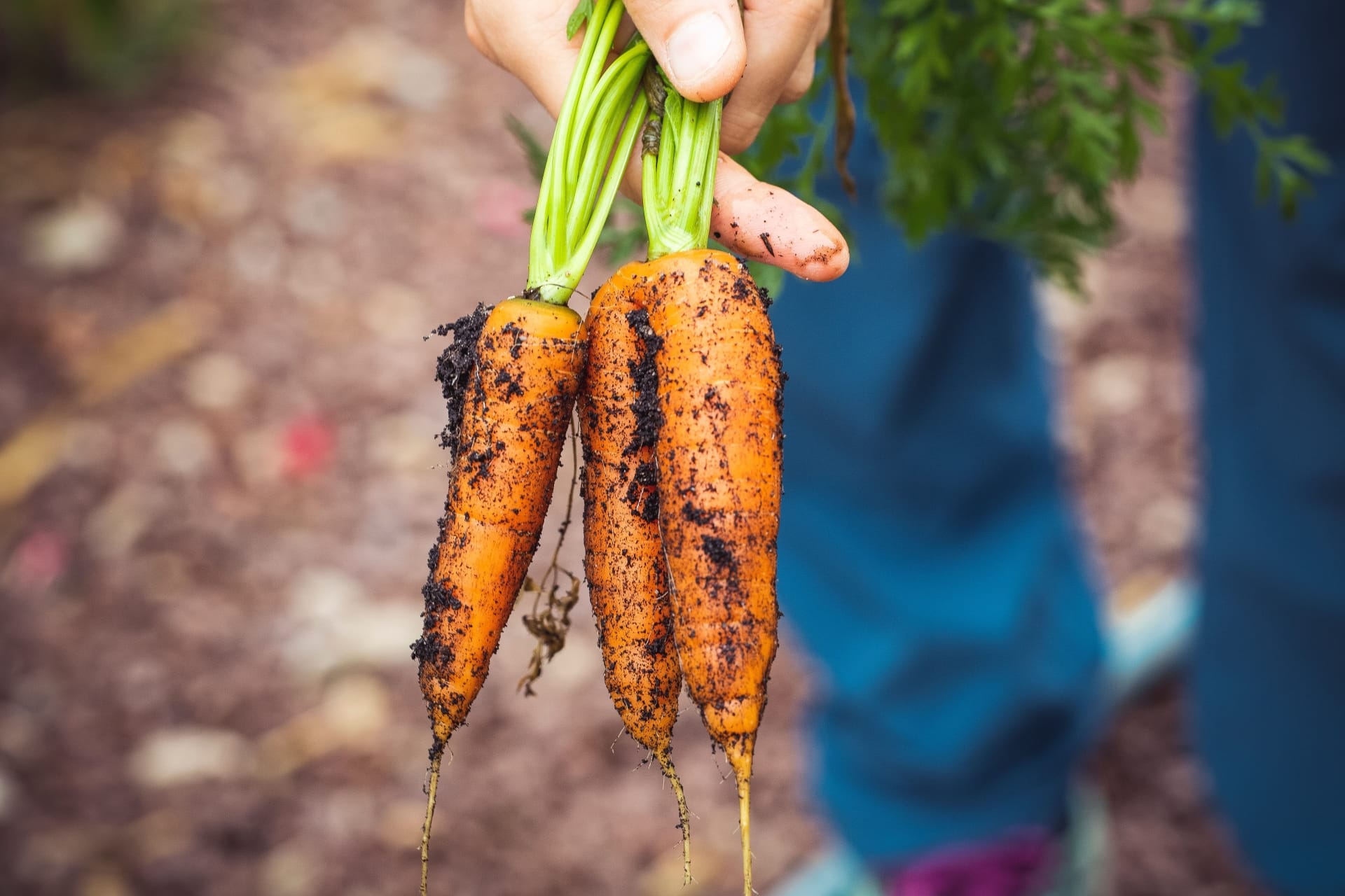 Climatarianism: Food for the climate