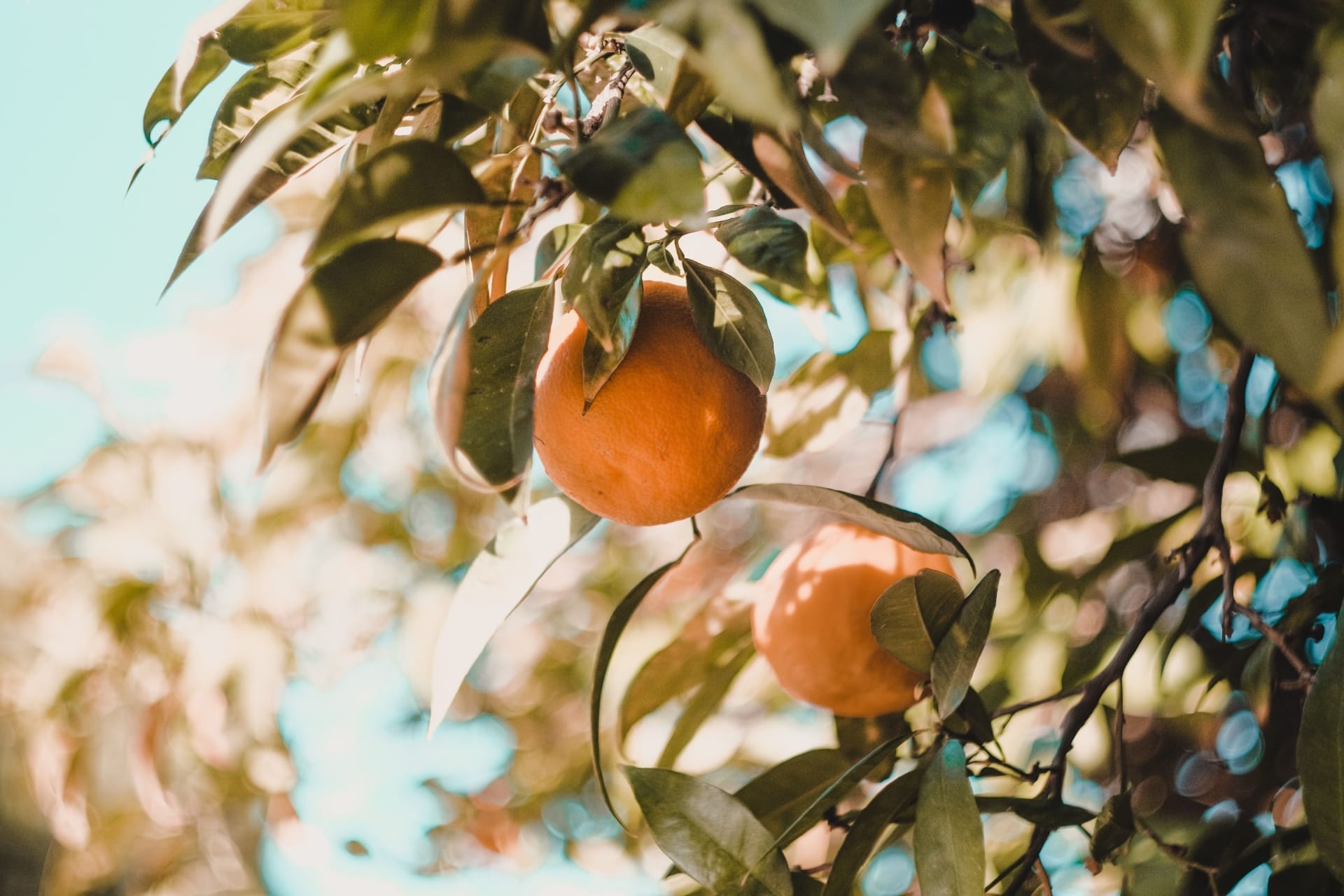 Crowdfarming: Für mehr Nähe zwischen Produzent und Konsument