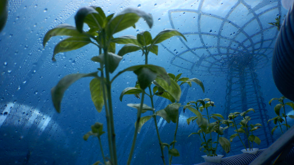Food production under water: algae and sea