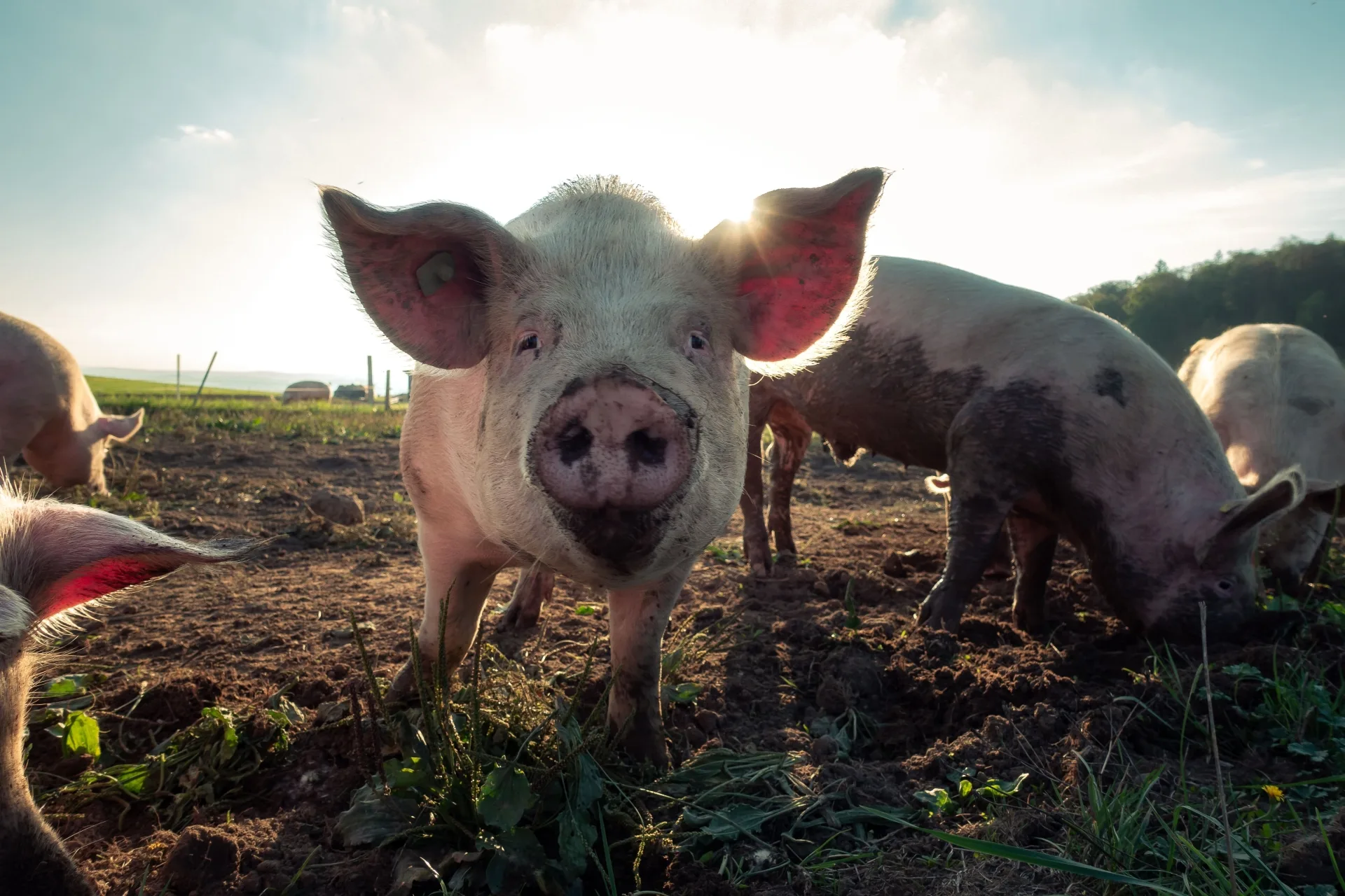 Telemedicine in the barn: health tracking for animals
