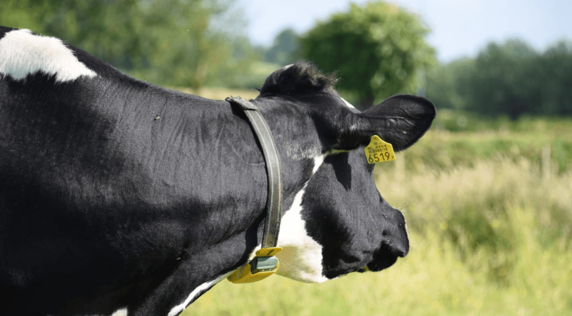 Telemedizin im Stall: Health-Tracking für Tiere