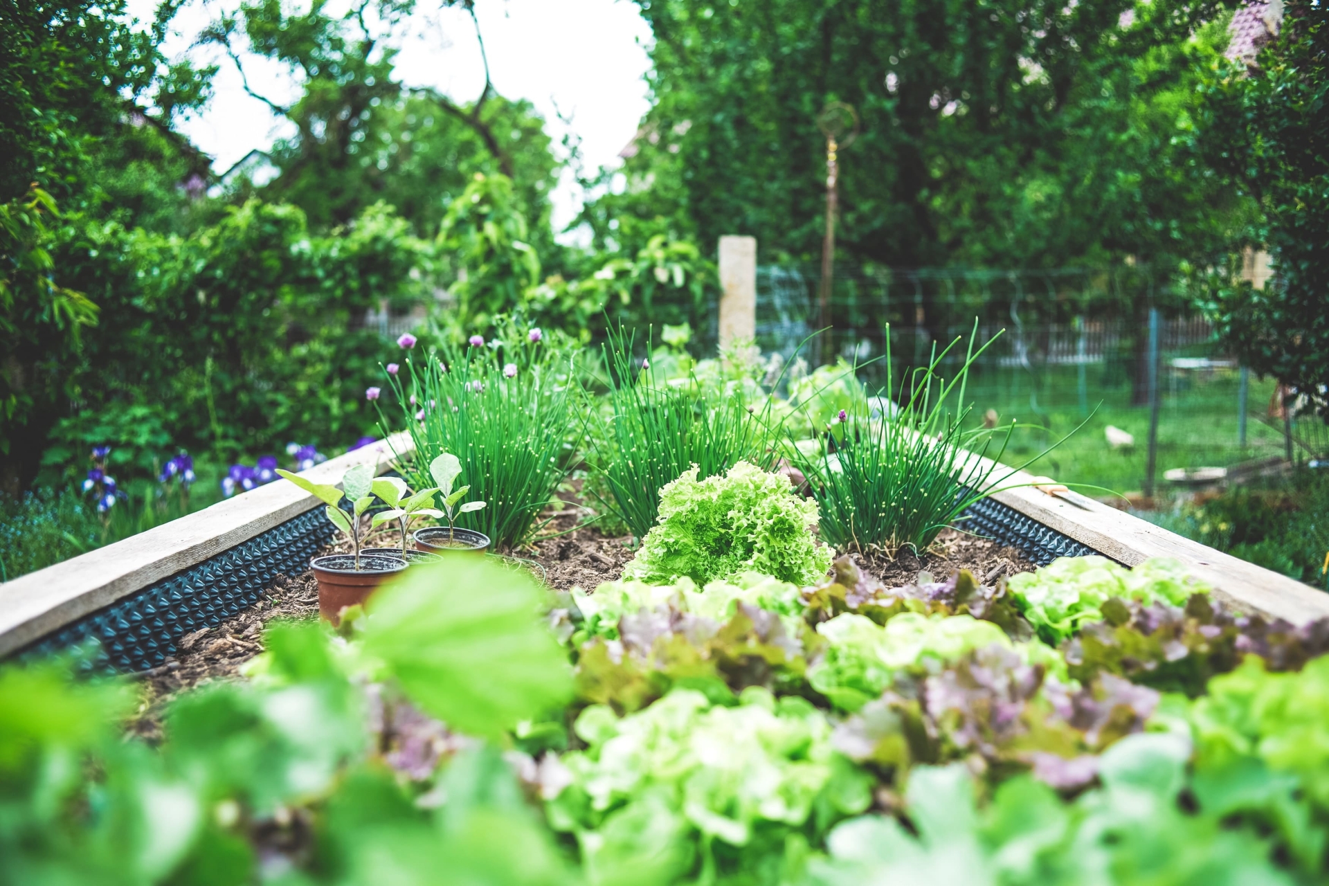 Urban Gardening: Self-sufficiency in the City