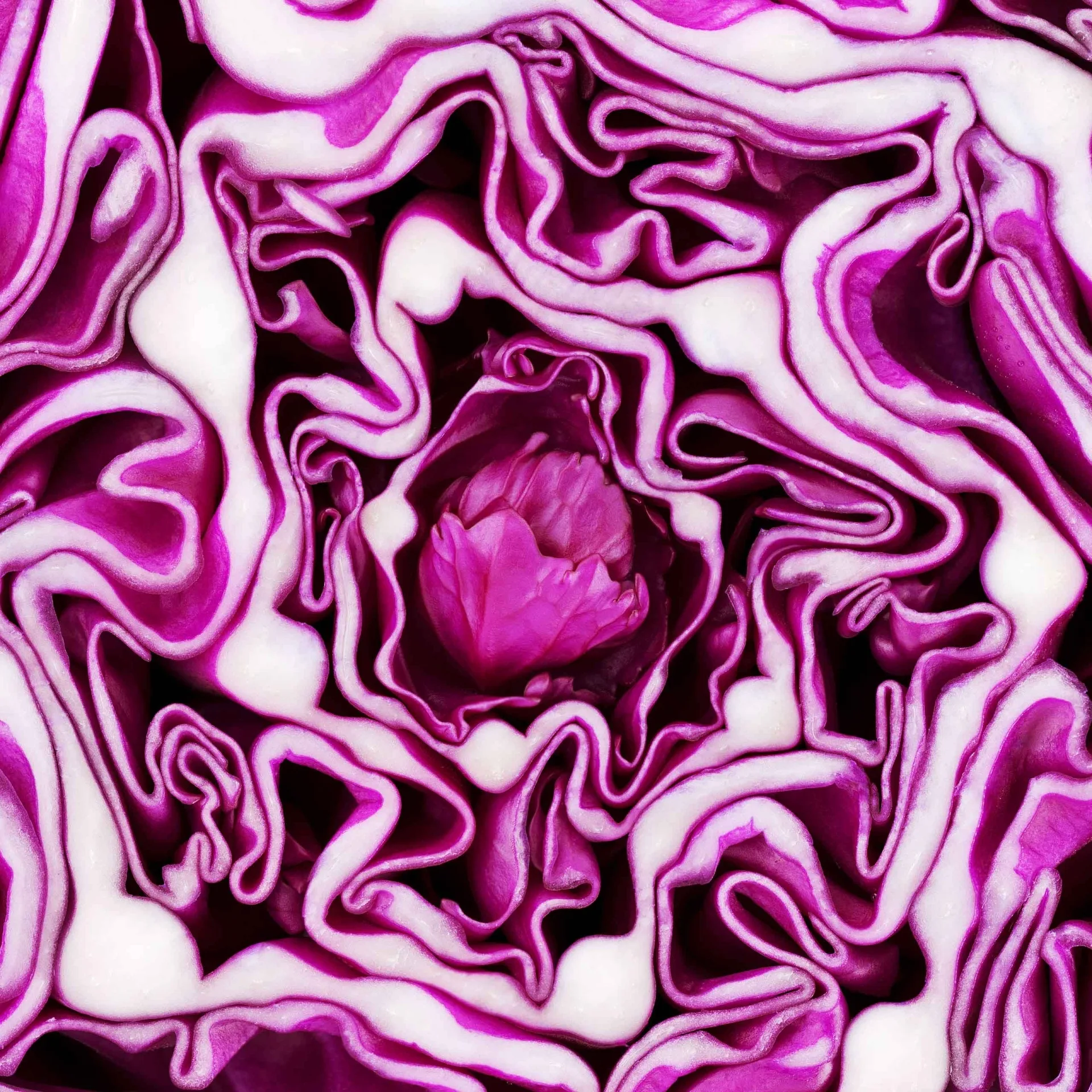 Cabbage as the basis of vegetable limo